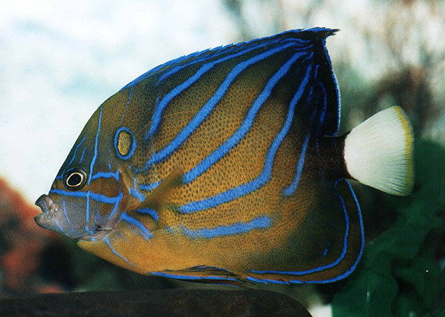 Pomacanthus annularis (Pesce angelo anulato)